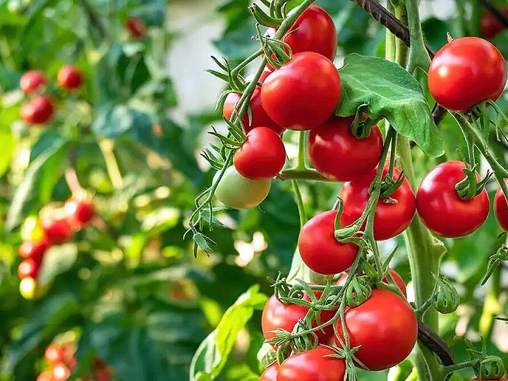 tomatoes 1